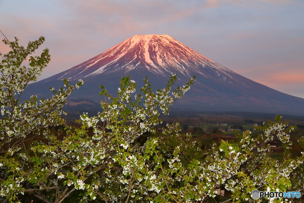 紅富士と桜