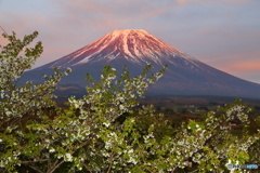 紅富士と桜