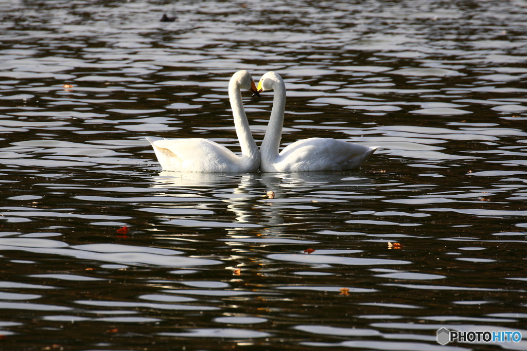 白鳥ハート