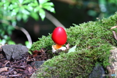 タマゴタケ