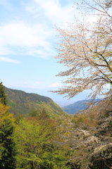 甘利山の桜１