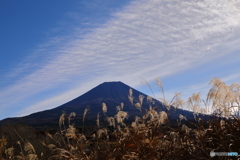 令和枯れすすき