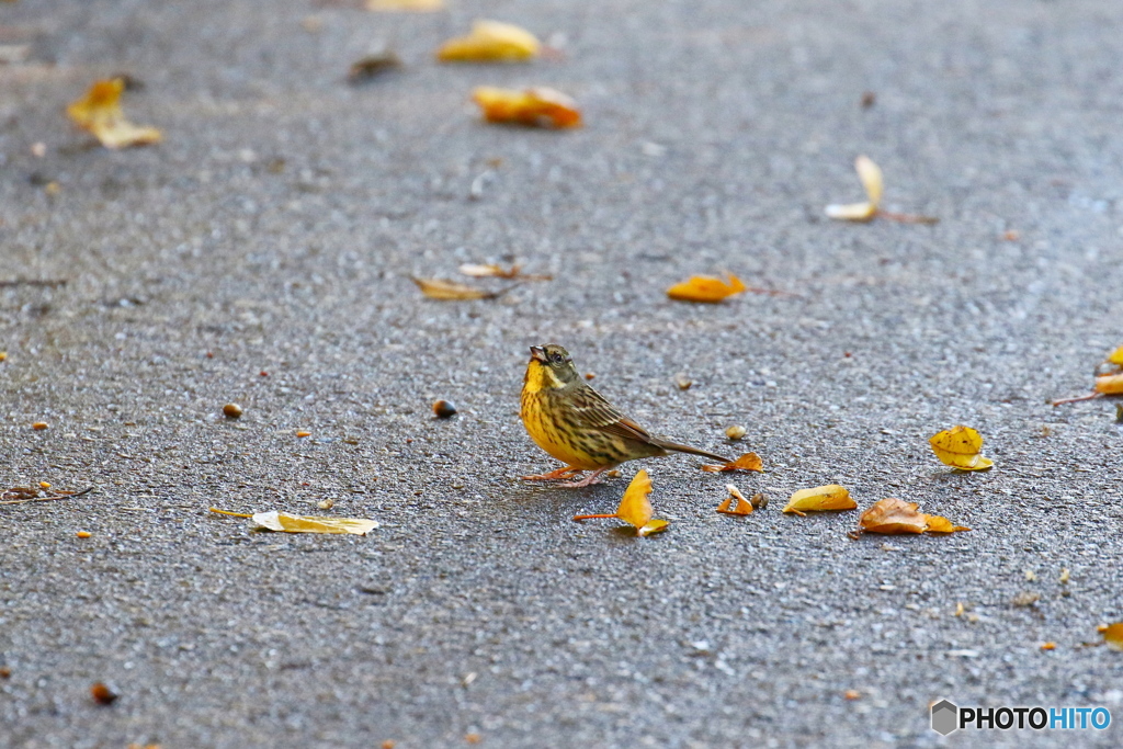 野鳥を探して（アオジ）