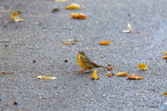 野鳥を探して（アオジ）