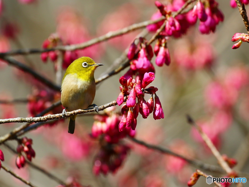 寒緋桜とメジロ