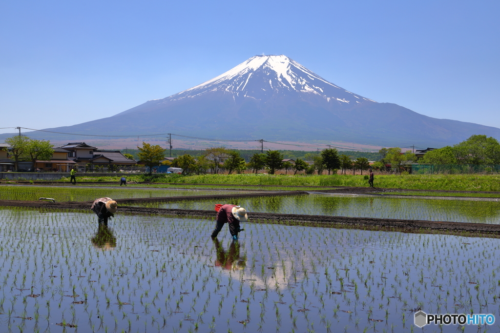 田植え