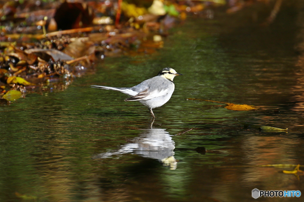 野鳥を探して（ハクセキレイ）