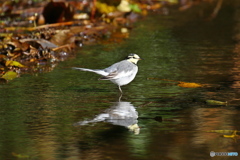 野鳥を探して（ハクセキレイ）