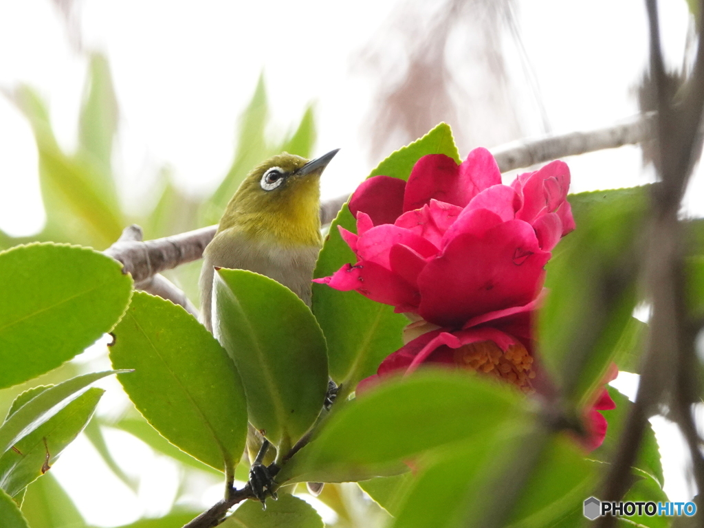 山茶花とメジロ