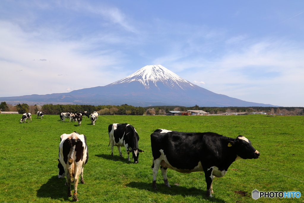 牧場風景