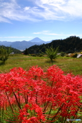 彼岸花と青空と