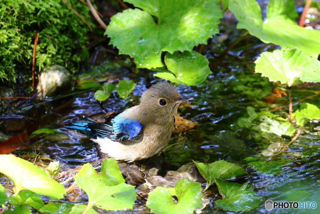オオルリ幼鳥の水遊び