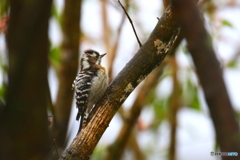 鳥肌！？