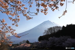 朝日に輝く