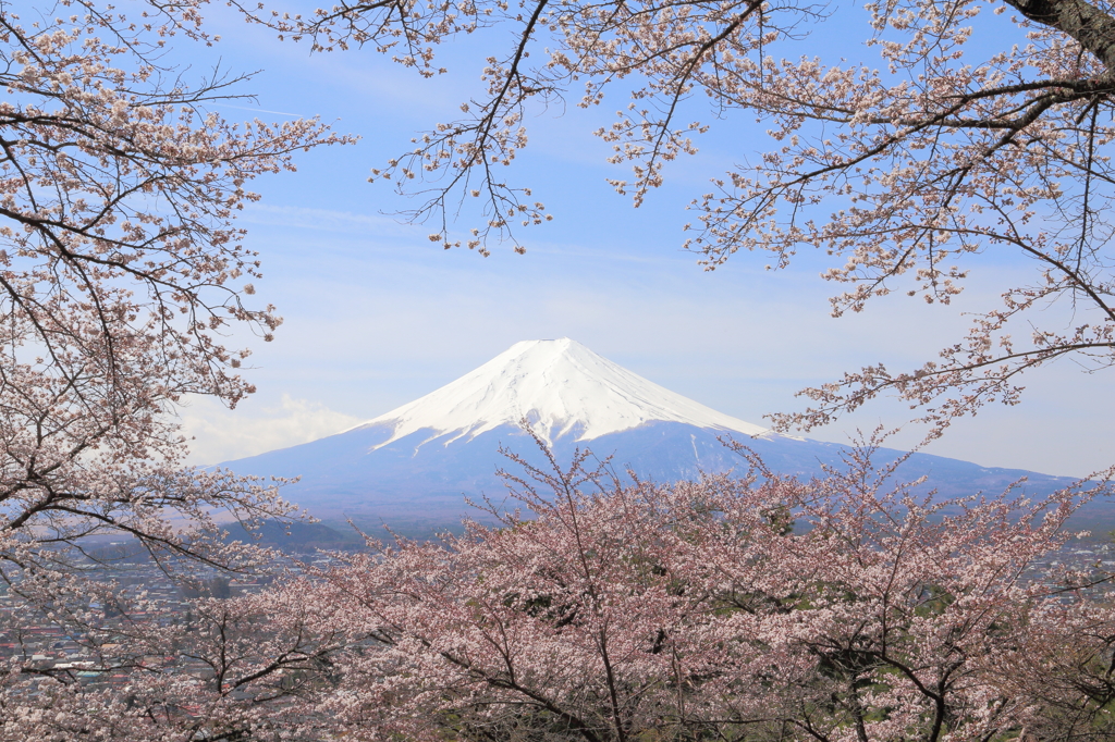 富士吉田　桜