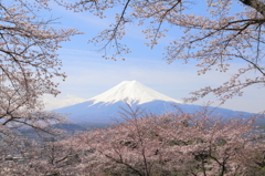 富士吉田　桜