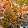 見上げ紅葉