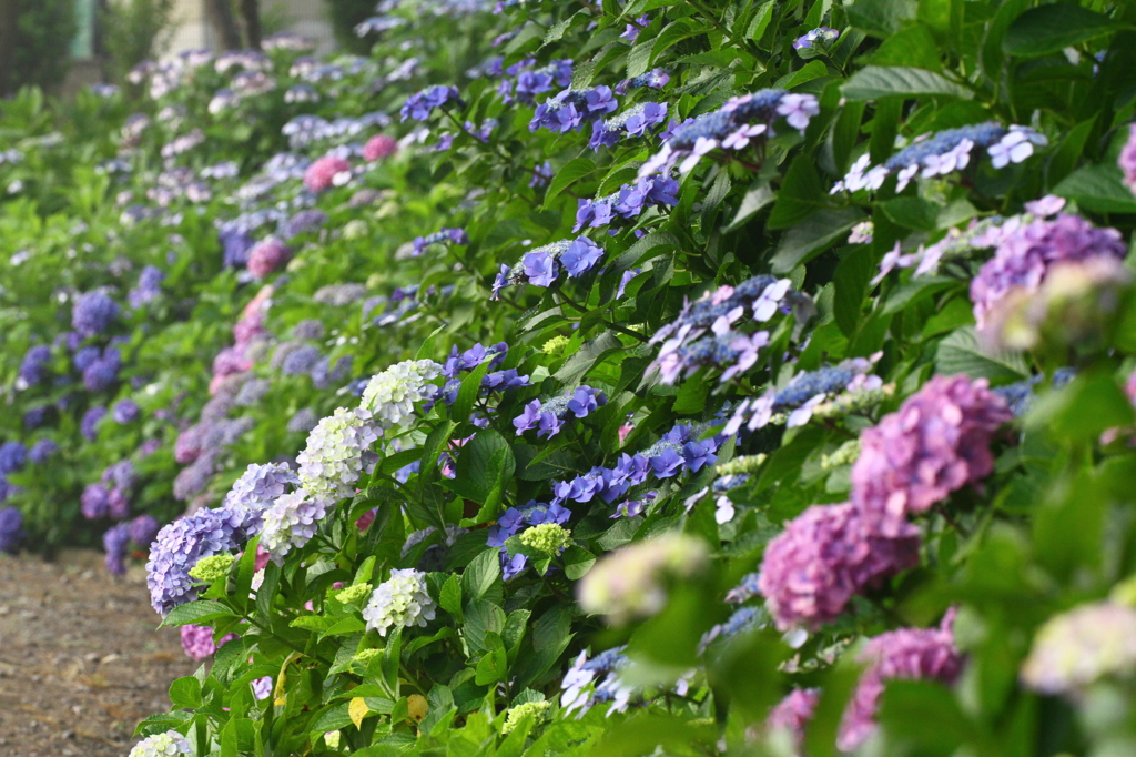紫陽花