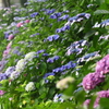紫陽花