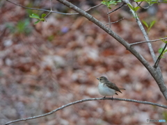 キビタキ♀