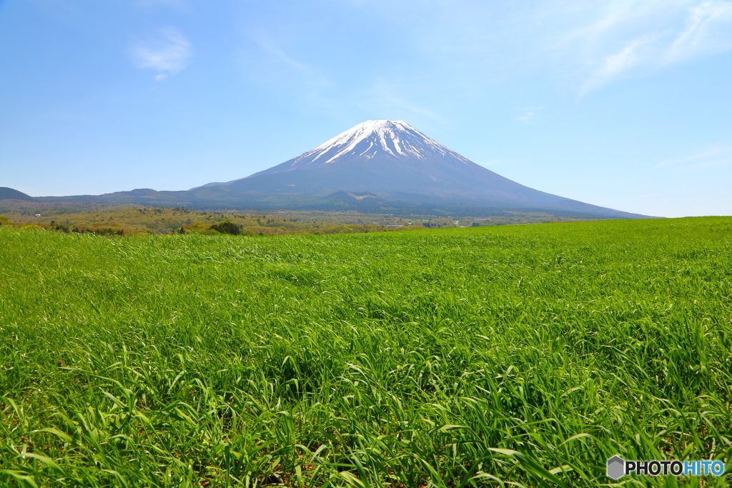 草原の春