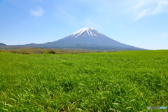 草原の春