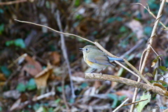ルリビタキ♀囀る
