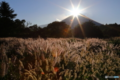 朝露の輝き