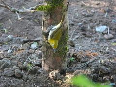 苔に擬態！