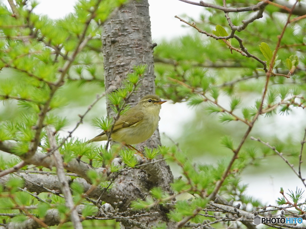 カラマツの若葉の中に