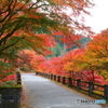 紅葉の橋