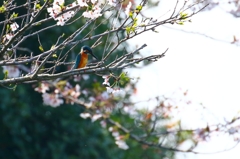 桜翡翠撮り直し