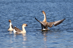 近所の公園のシナガチョウ１