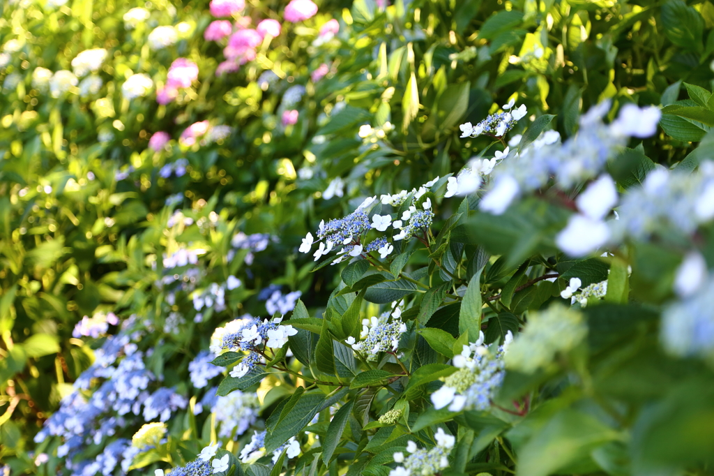 紫陽花