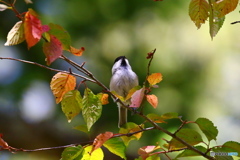 紅葉とコガラ