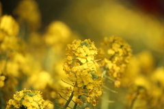 神奈川県松田山の菜の花