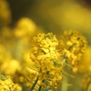 神奈川県松田山の菜の花