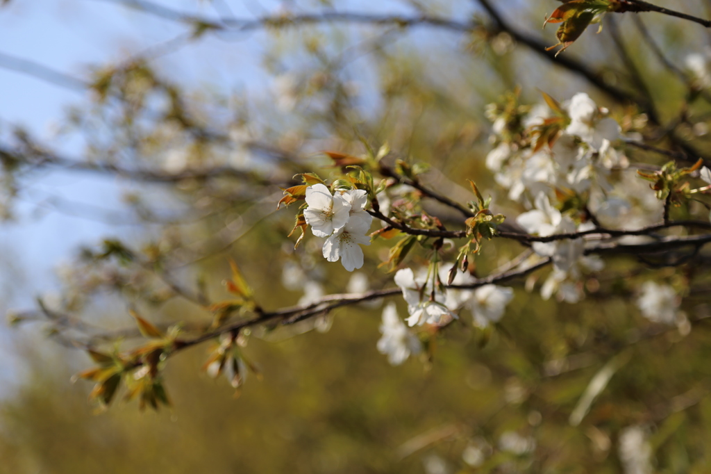 山桜？？