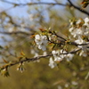 山桜？？