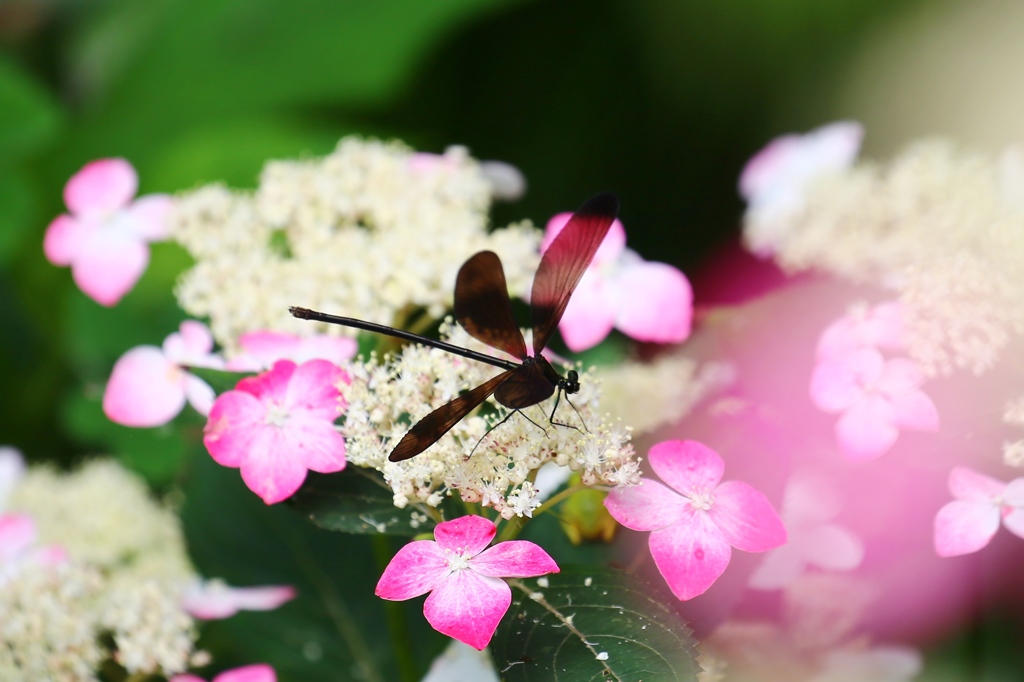 紫陽花と羽黒トンボ