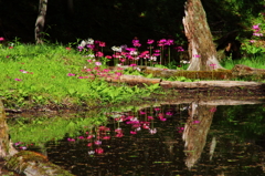 奥日光　千手ヶ浜　クリンソウ２