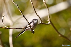 野鳥を探して（エナガ）