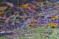 野鳥を探して（ルリビタキ）
