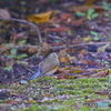 野鳥を探して（ルリビタキ）