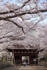 桜トンネルと母子