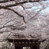 桜トンネルと母子