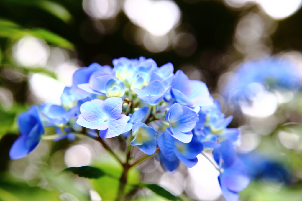 紫陽花「たまぼけ」