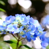 紫陽花「たまぼけ」