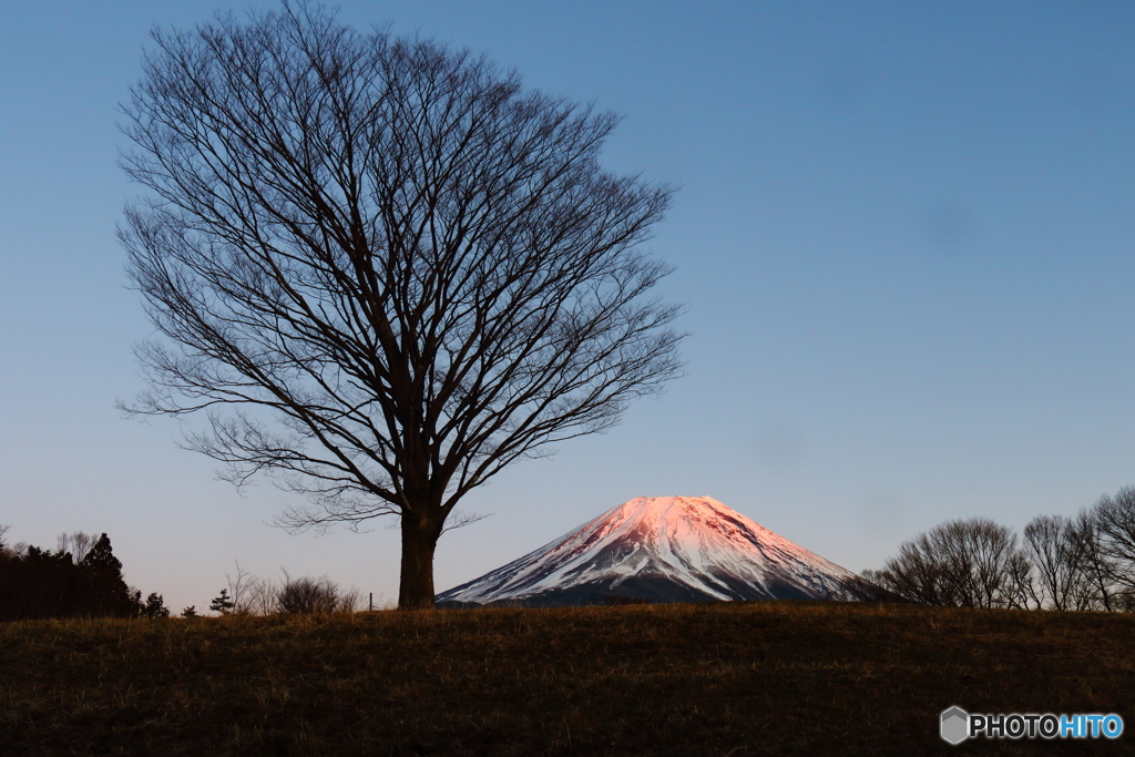 大樹と紅富士