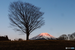 大樹と紅富士